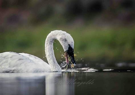 trumpeter swan diet